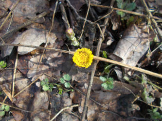 First Spring Flowers