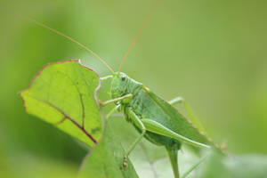 28. Grasshopper