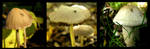 fungi 2 by hamti