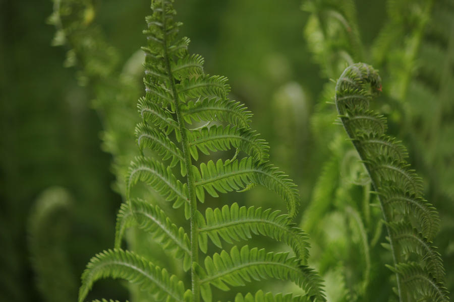 bracken by anezkacerna on DeviantArt bracken by anezkacerna on DeviantArt