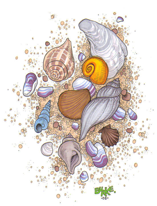 Shells by Burke73 on DeviantArt