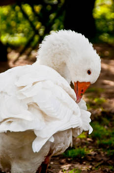 White Goose