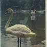 Swan Silence