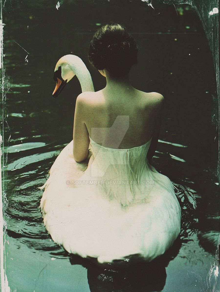 Swan Silence
