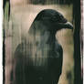 Raven Mood