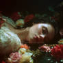 Where the Wild Roses Dream