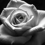 Roses of Another Summer