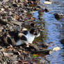 A fisher Cat