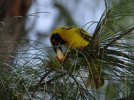 Tisserin in tree