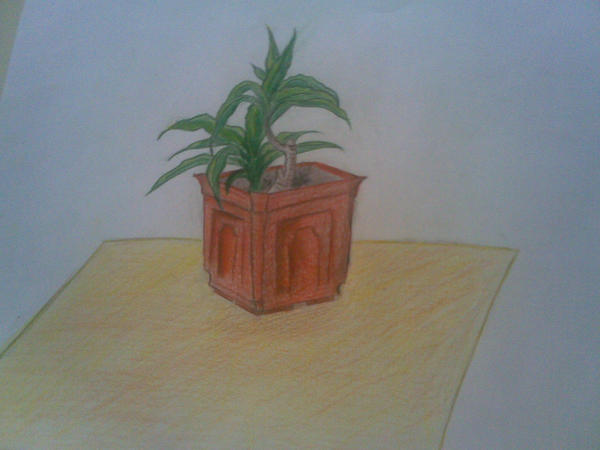 the plant