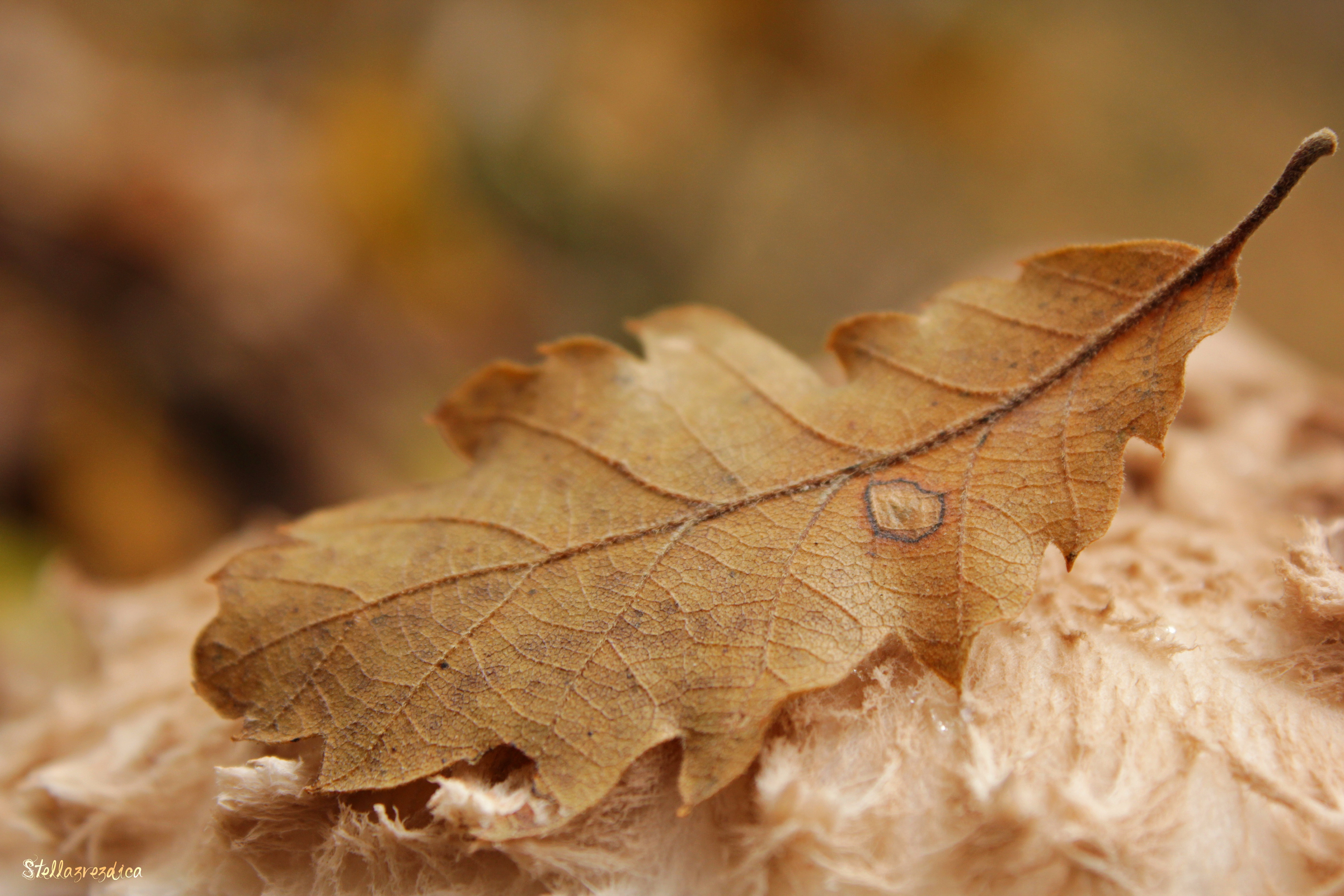 Softness of autumn