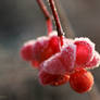 Euonymus europaea