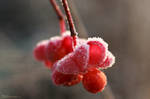 Euonymus europaea by stellazvezdica