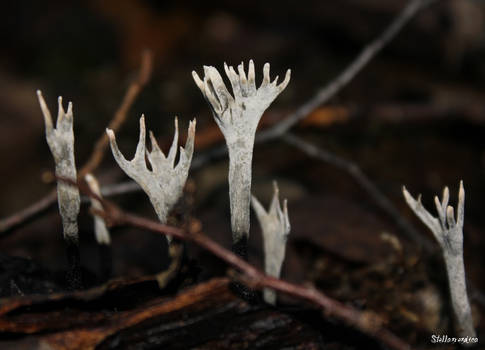 Xylaria