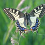 Iphiclides podalirius