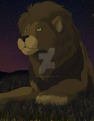 Lion in the night