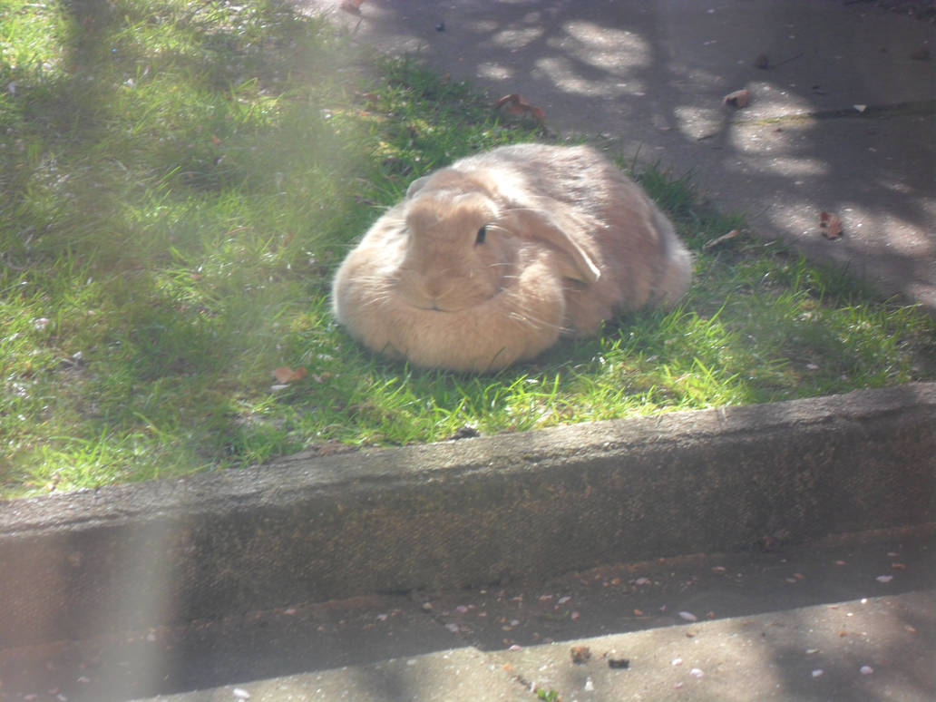 Rabbit by MrFoolishgamer on DeviantArt