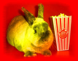 Movietime bunny