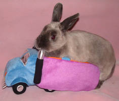 Bunny Truckin'