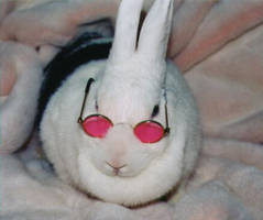 Bunny in shades