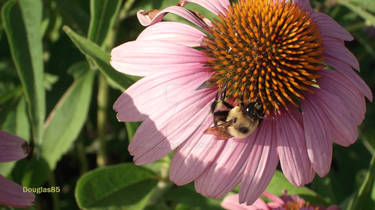 Coneflower and Friend