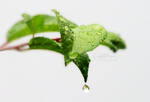 Drops by khakestani