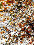 Autumn Skies by MoonLament