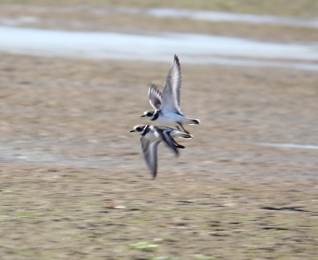 Charadrius hiaticula