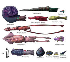 Mollusks size chart by AleksaBG