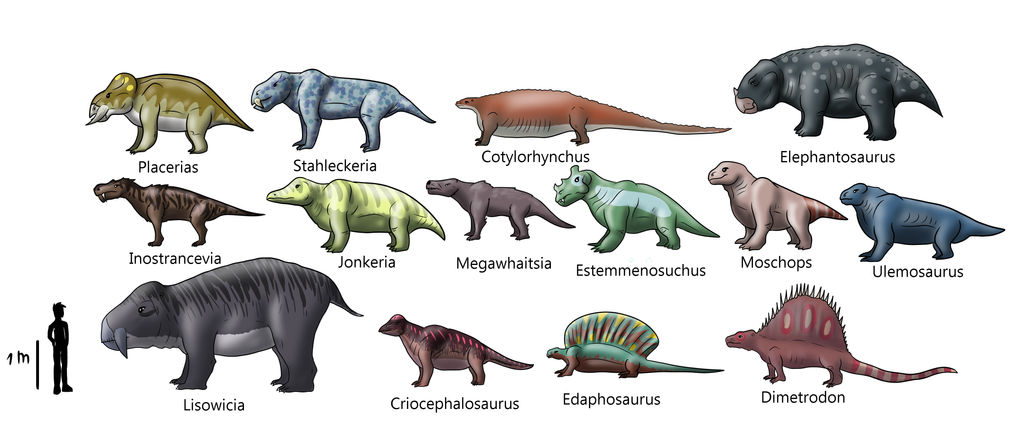 Non Mamalian Synapsids size chart by AleksaBG on DeviantArt