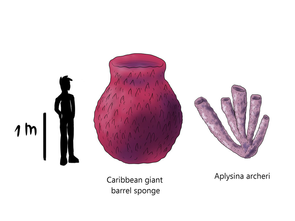 Sponge size chart by AleksaBG on DeviantArt