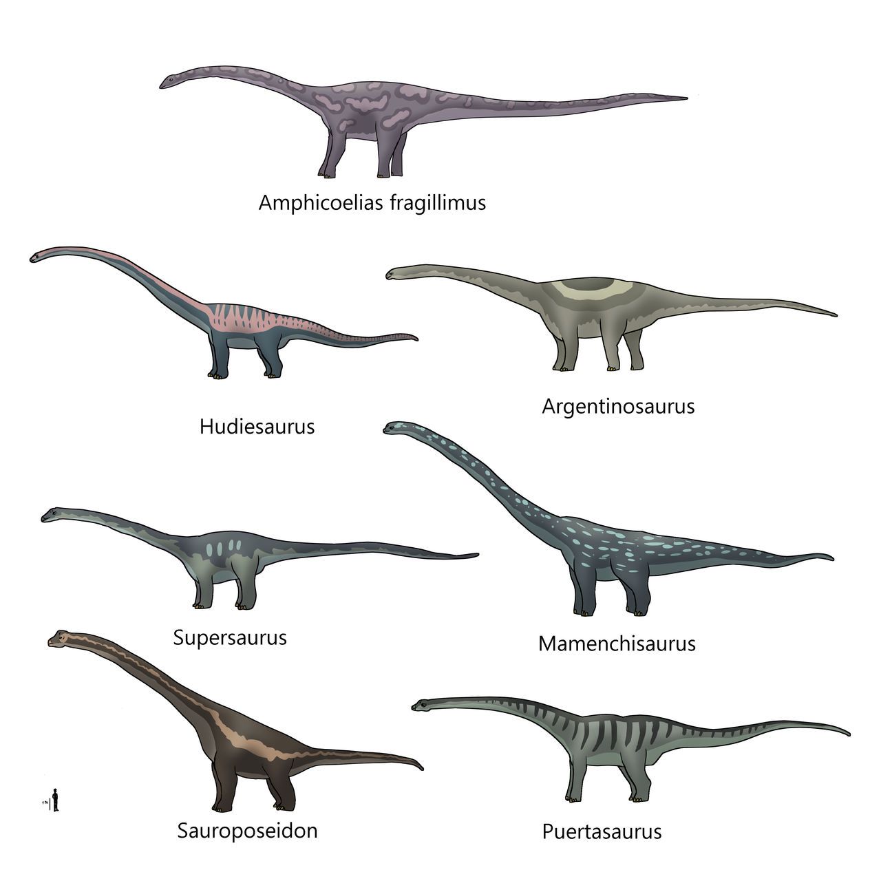 Suchosaurus Size Sauropod size chart by AleksaBG on DeviantArt