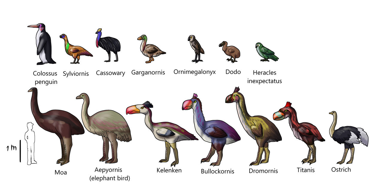 Flightless bird size chart by AleksaBG on DeviantArt
