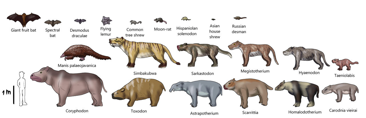 Random Sizes Sw Deviantart Random mammal size charts by AleksaBG on DeviantArt