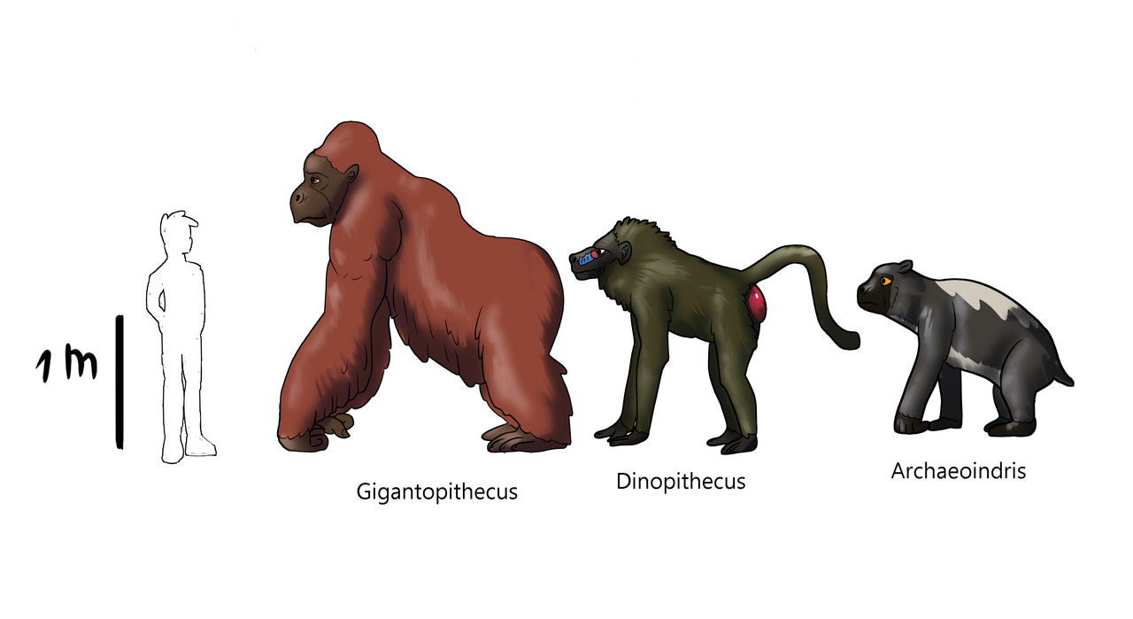 Smallest Native Size Primates size chart by AleksaBG on DeviantArt