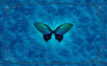 Blue Butterfly Wallpaper by jodipheonix