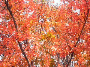 Fall Crepe Myrtles Against Sky