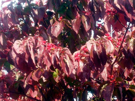 Fall Dogwood, Detail