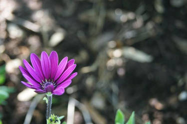 Purple Flower