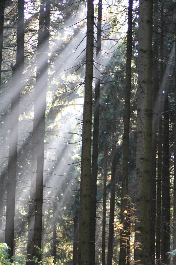 light forest