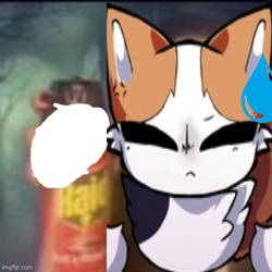 Catto boi raid meme