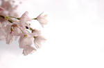 Cherry Blossom by tohappiness