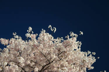 Cherry Blossom Tree