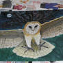 Barn Owl Flight