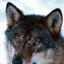 Winter Wolf 3