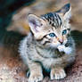 European Wildcat Baby 2