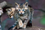 European Wildcat Baby 3 by TadStone