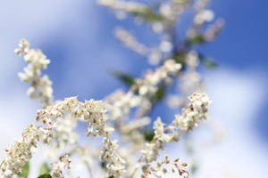 White Flower