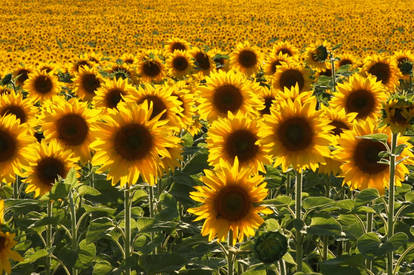 fields of sunflowers