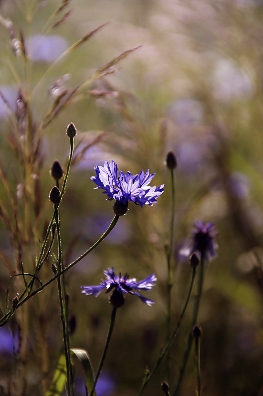 Corn Flower